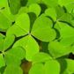 Naturally green foods for your St. Patrick's Day menu